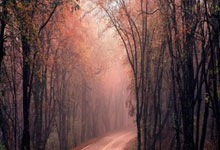 虎扑体育:WCBA:连胜收官 山东高速赤水河酒女篮98-69新疆女篮.